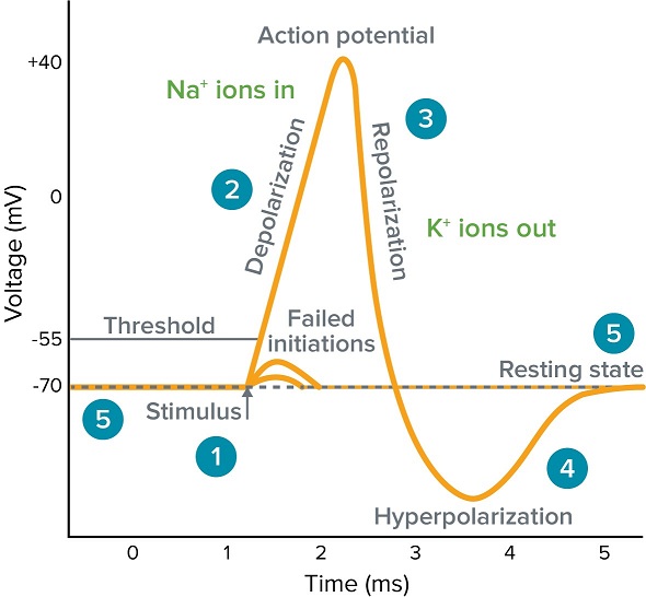 Action potential in a neuron