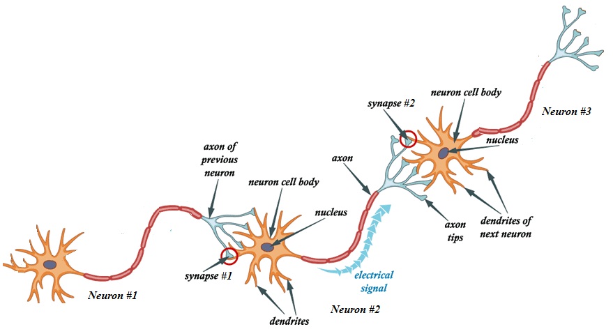 Biological neural network
